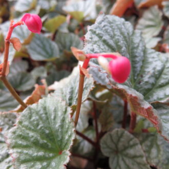 Begonia 'Abel Carriere'