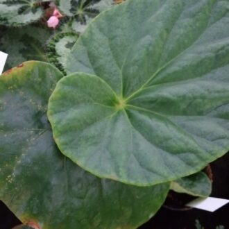 Begonia aborensis