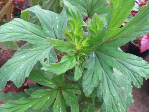 Begonia aconitifolia A.de Candolle