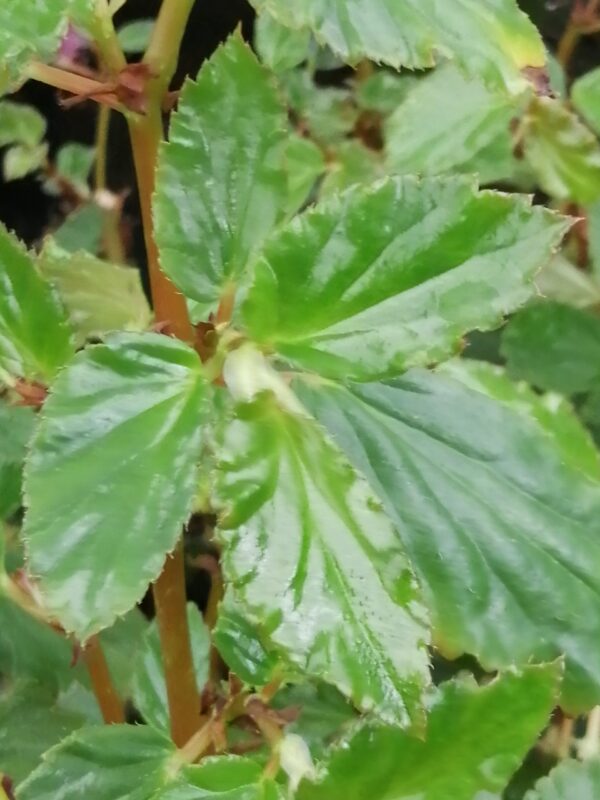 Begonia acutifolia sinonimo B. acuminata