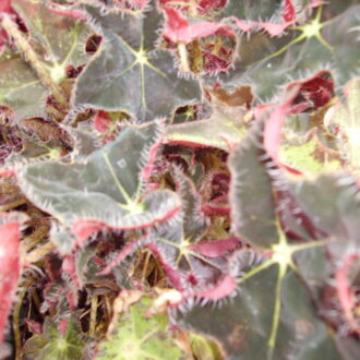 Begonia 'Aladdin'