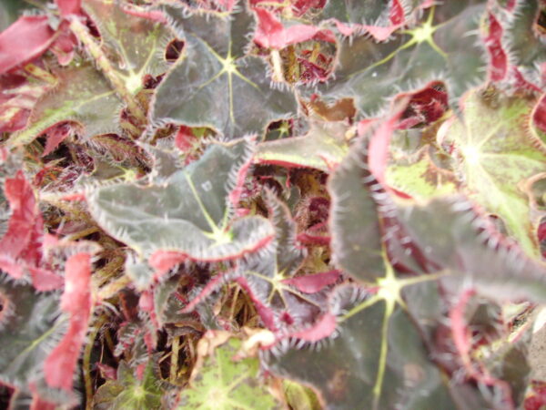 Begonia 'Aladdin'