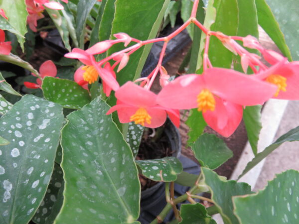 Begonia albo-picta var. rosea