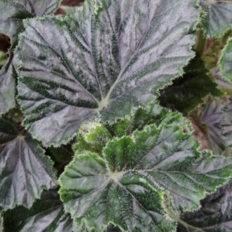 Begonia Alleryi