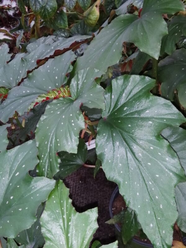 Begonia Alma Milliken