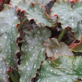 Begonia 'Mandarin Orange'