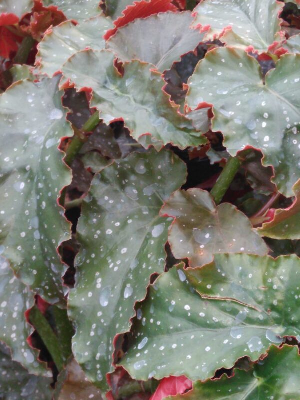 Begonia 'Mandarin Orange'