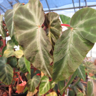 Begonia angularis Raddi , sin. Begonia zebrina, sin. B. compta