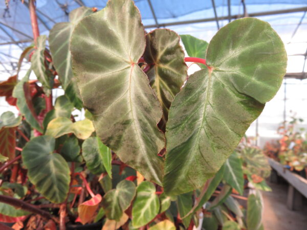 Begonia angularis Raddi , sin. Begonia zebrina, sin. B. compta