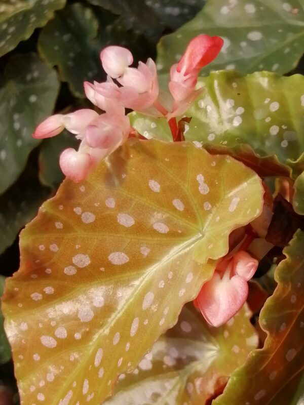 Begonia' Apricot Supreme'