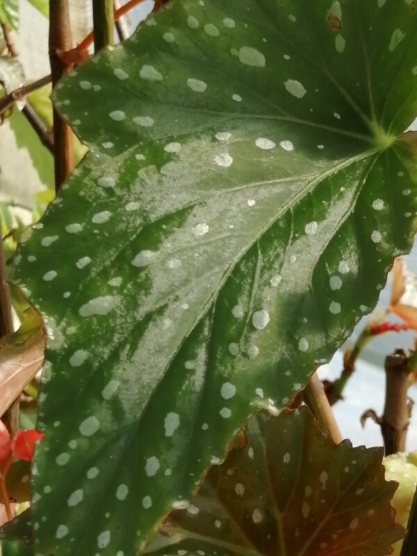 Begonia 'The Winner'