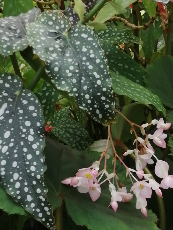 Begonia 'Anna Christine'