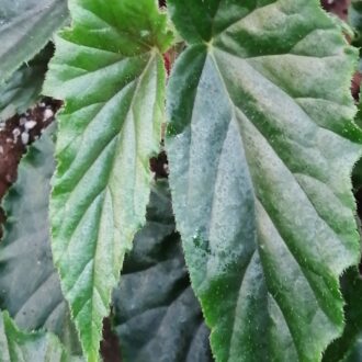 Begonia Ginny