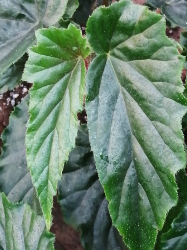 Begonia Ginny