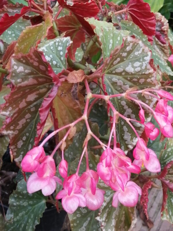 Begonia 'Guy Savard 2'