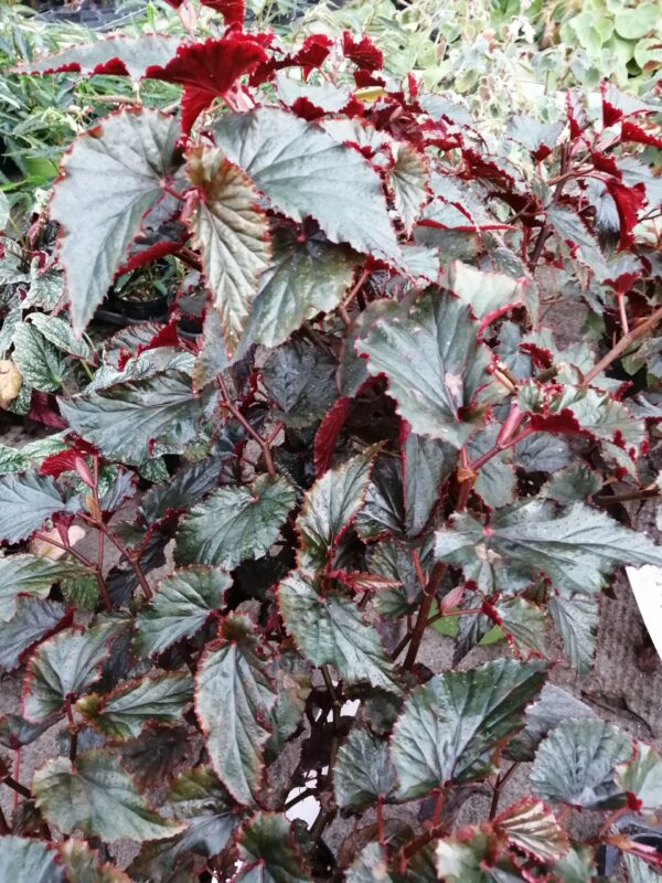 Begonia Arabian Sunset
