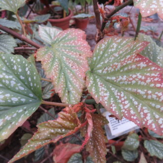 Begonia 'Argenteo- guttata'