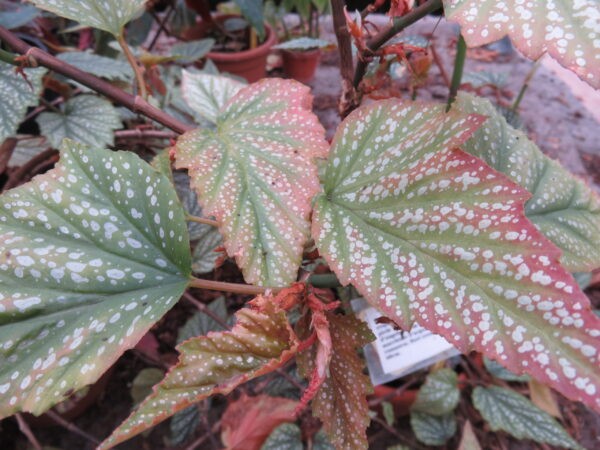 Begonia 'Argenteo- guttata'