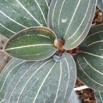 Ludisia discolor