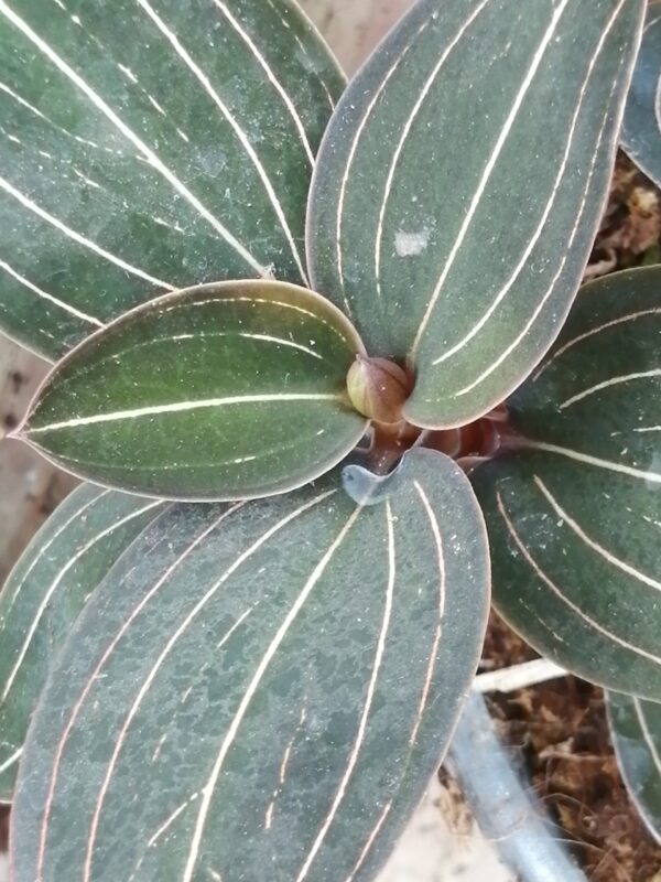 Ludisia discolor