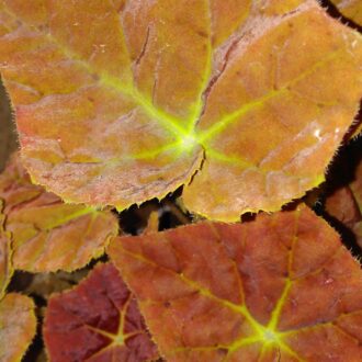 Begonia Autumn Ember