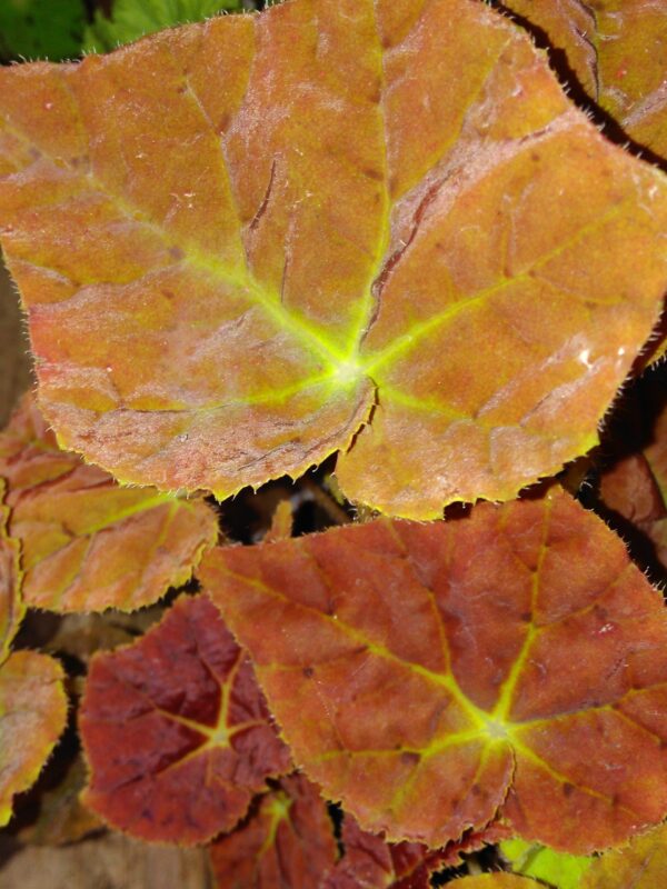 Begonia Autumn Ember