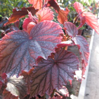 begonia 'Aya'