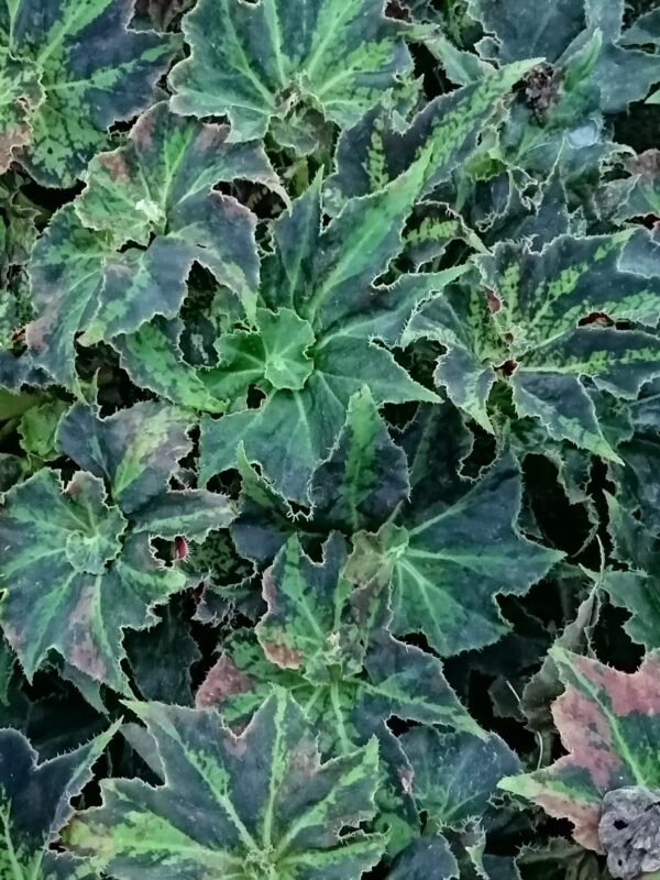 Begonia 'Baby Douk'