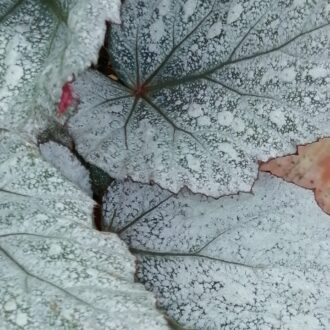 Begonia Beleaf Yukon Frost