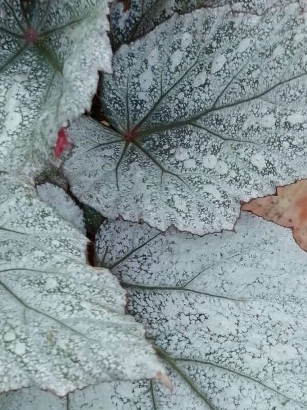 Begonia Beleaf Yukon Frost