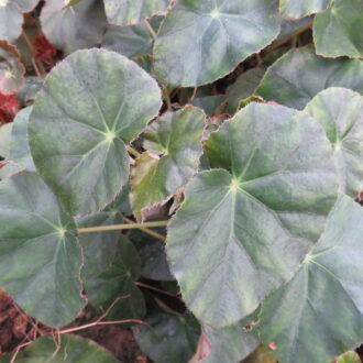 Begonia ' Bessie Buxton'