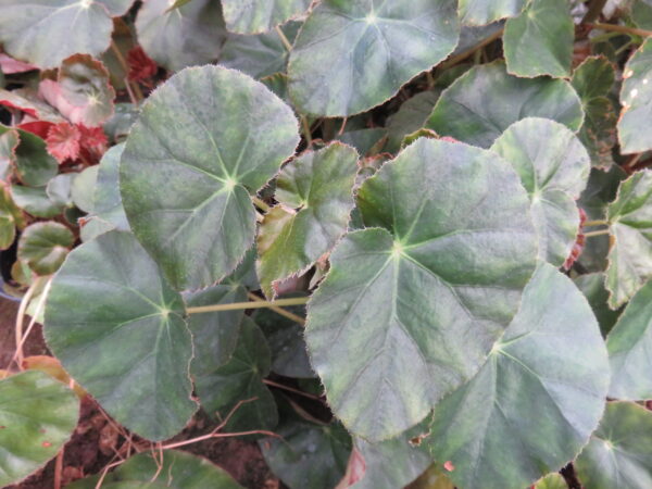 Begonia ' Bessie Buxton'