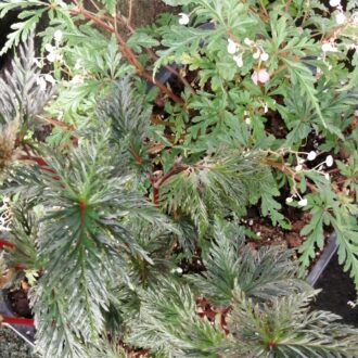 Begonia bipinnatifida