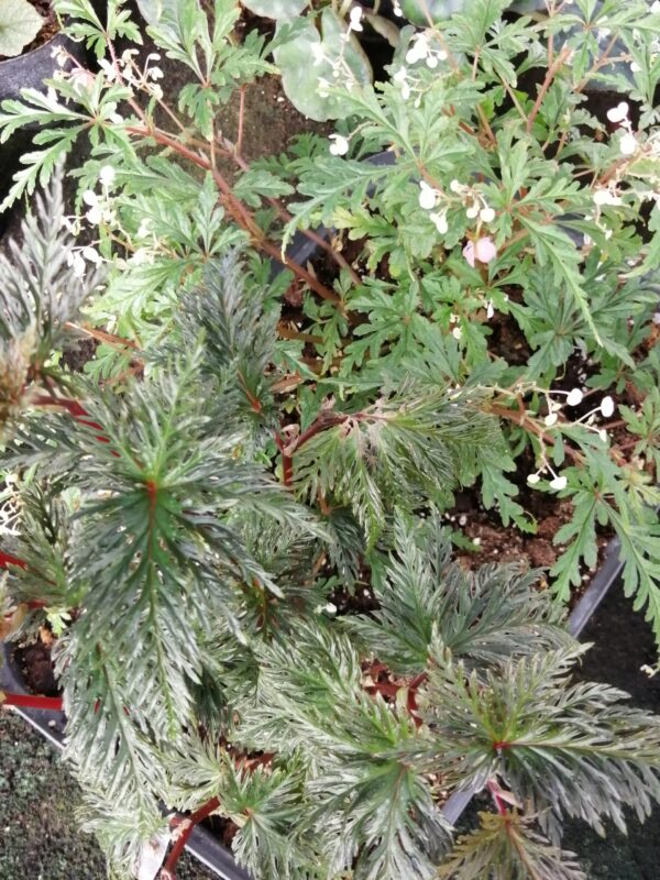 Begonia bipinnatifida