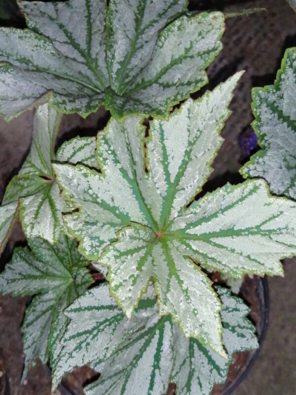 Begonia Silver Splendour