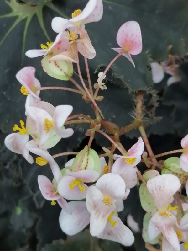 Begonia Black Beauty