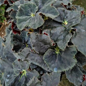 Begonia Black Taffeta