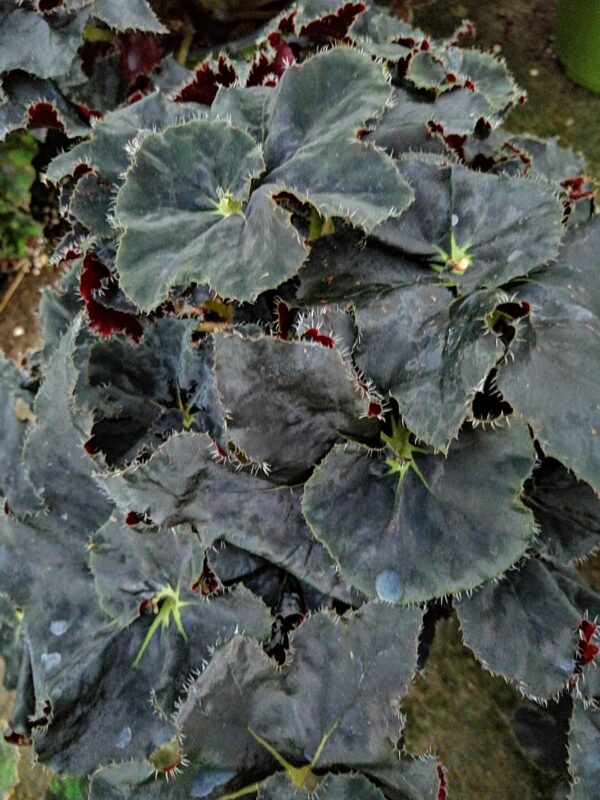 Begonia Black Taffeta