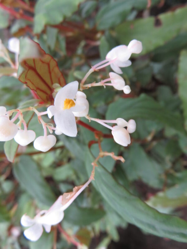 Begonia boisiana Gagnepain