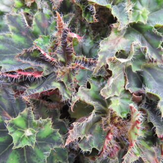 Begonia 'Bokit'
