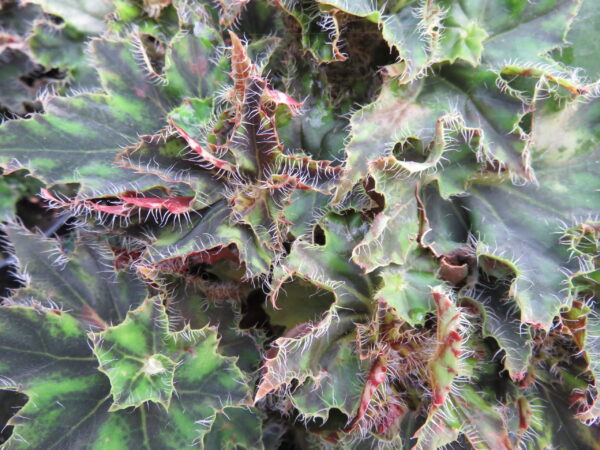 Begonia 'Bokit'