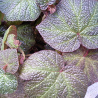 Begonia Boomer
