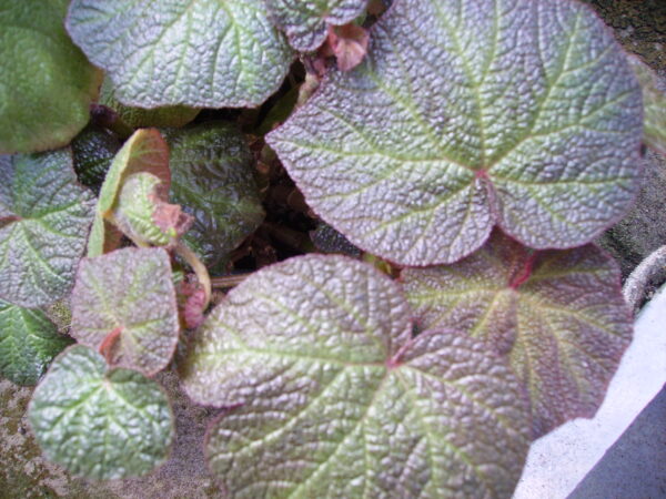 Begonia Boomer
