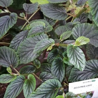 Begonia U402