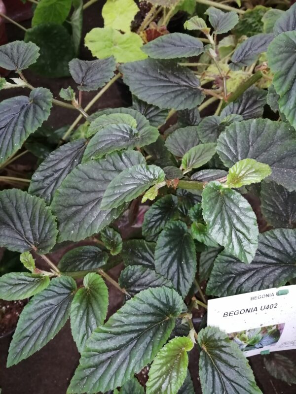 Begonia U402