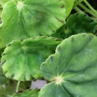 Begonia bowerae var. major