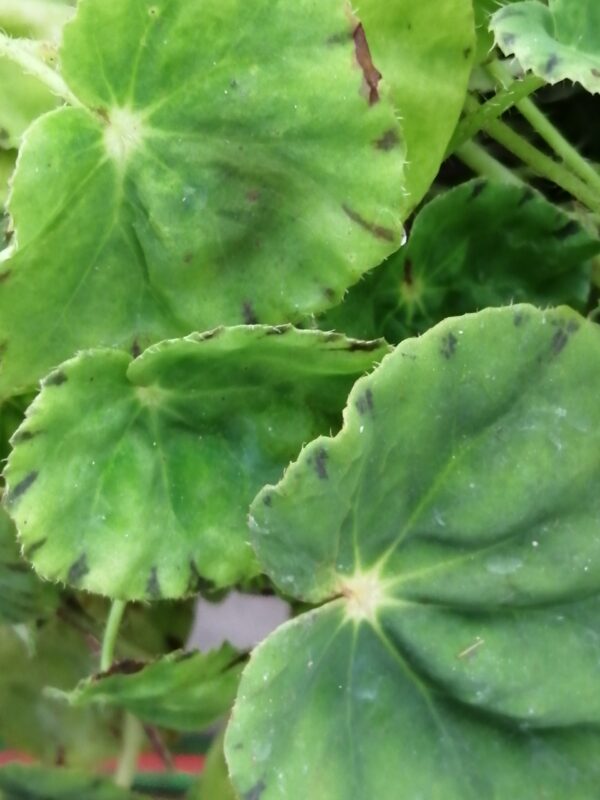 Begonia bowerae var. major