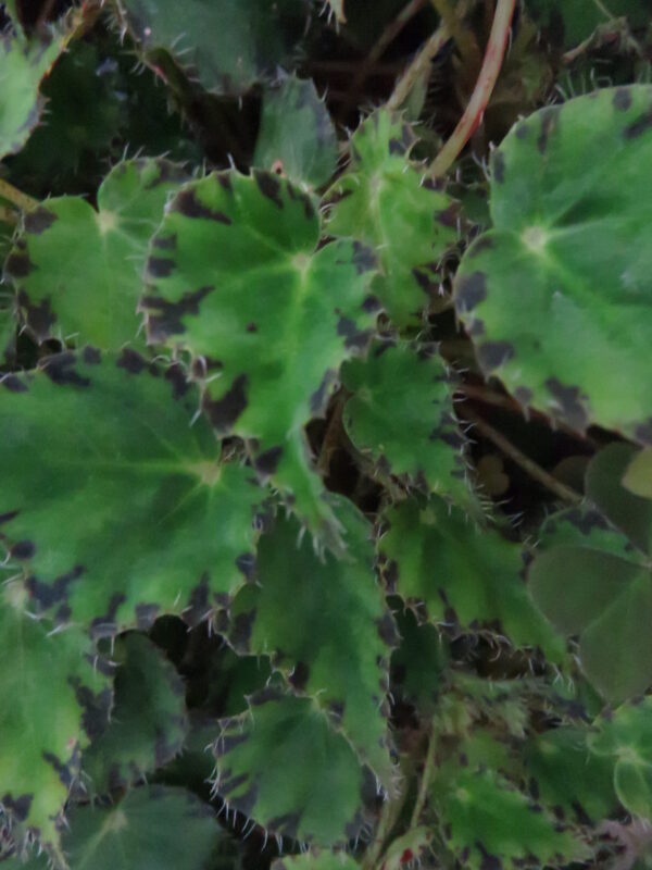 Begonia bowerae var.bowerae Ziesenhenne