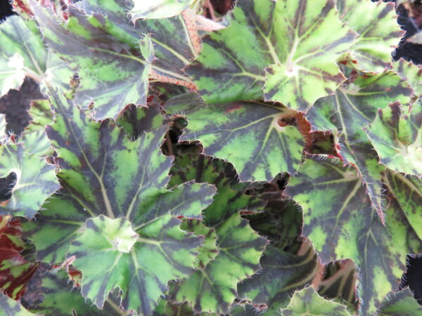 Begonia 'Brown Twist'