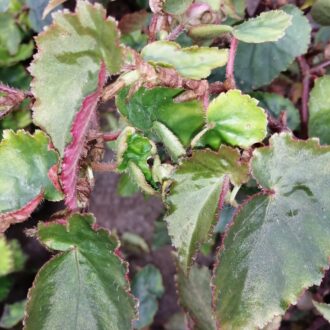 Begonia bufoderma